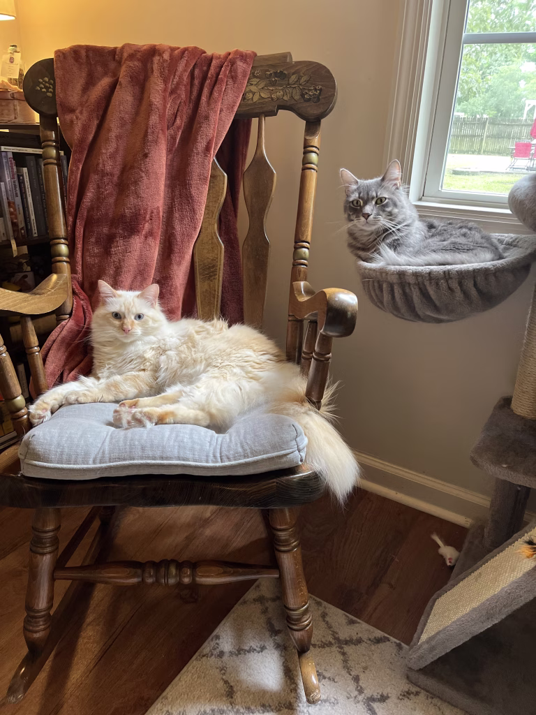 Erin's cats Archer is sitting on a rocking chair and Beau is sitting in a cat tower next to a window.